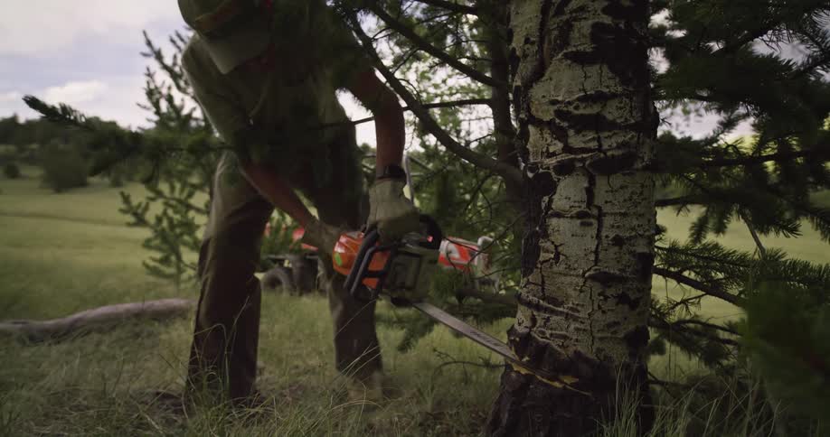 Man cutting down a tree in a field with chainsaw