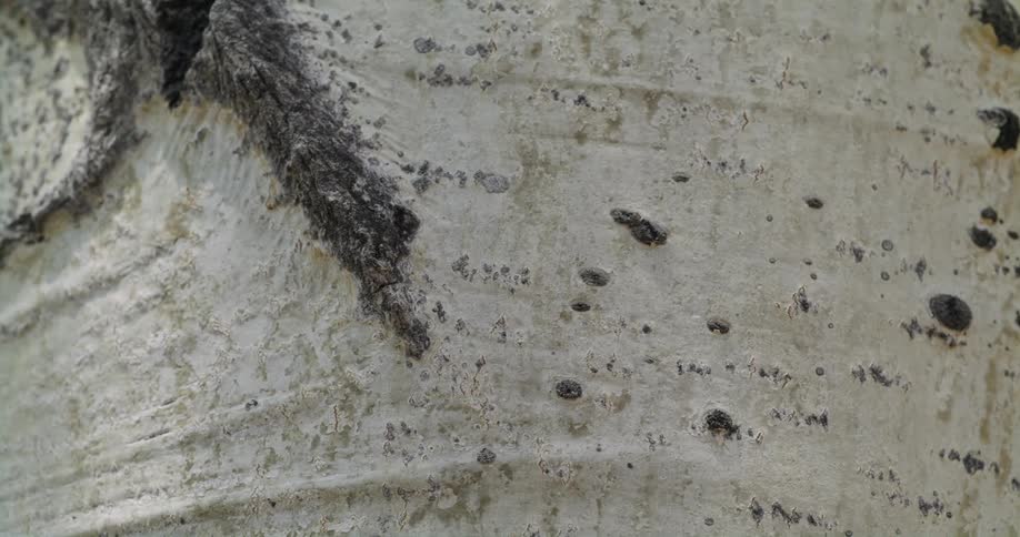 The texture of a tree trunk can be seen in detail on a sunny day