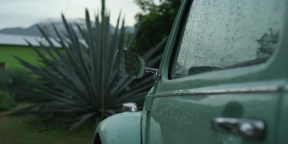 Green volkswagen parked in front of large succulent plant in the rain