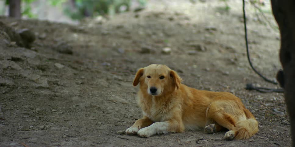 A dog looks around while resting in the dirt outdoors during the day