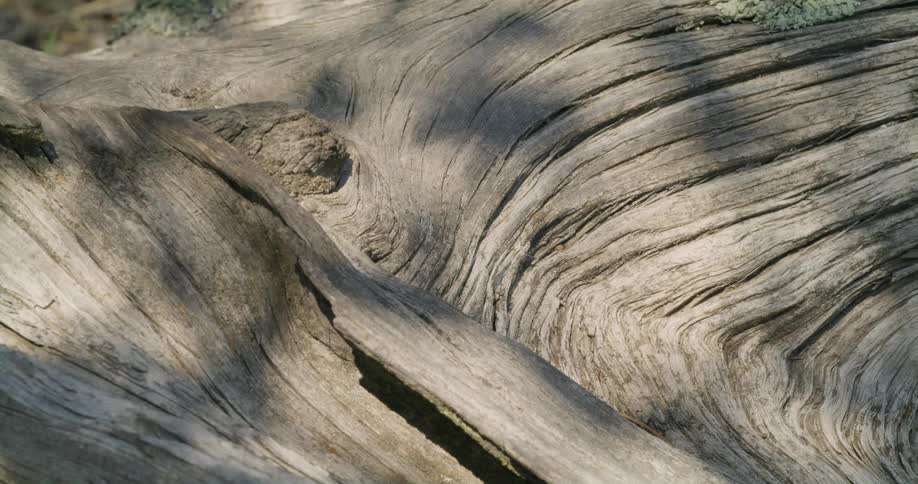 Close up view of a tree stump is displayed