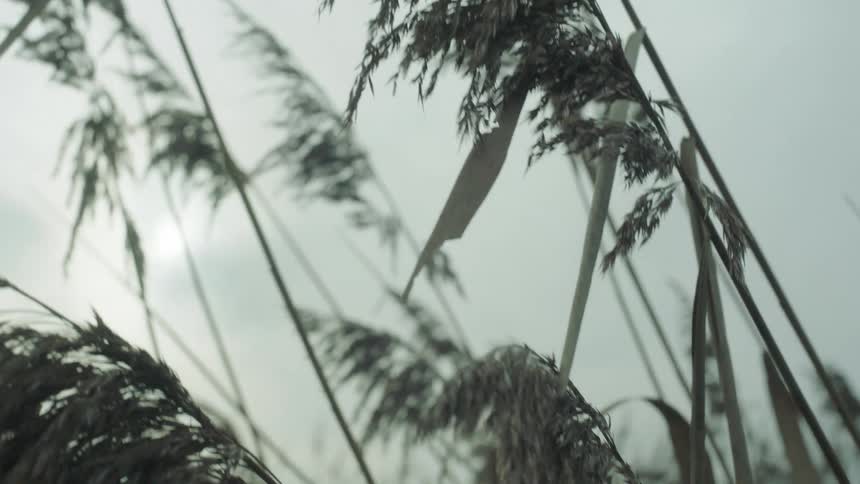 Stalks of wheat gently waving in the wind on a field on an overcast day