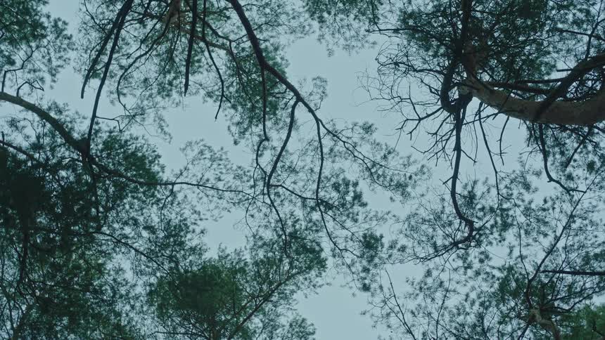 Looking straight up at trees in the forest outdoors