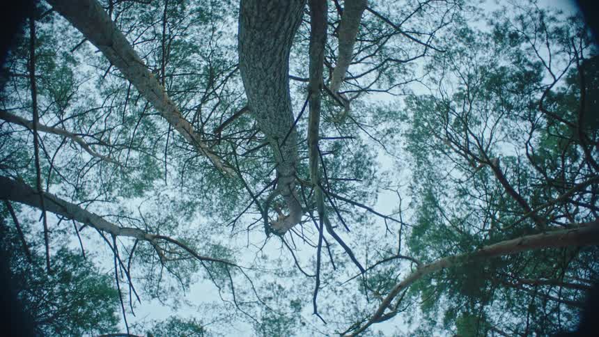 Looking straight up at trees high in the sky