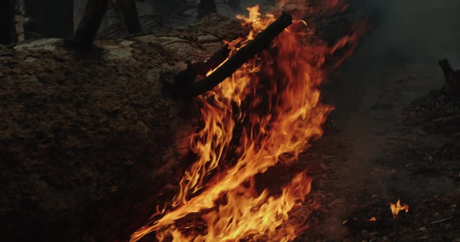 Close up of a fallen tree burning on the forest ground