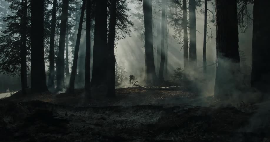 Silhouette of a person standing up on a forest surrounded by mist