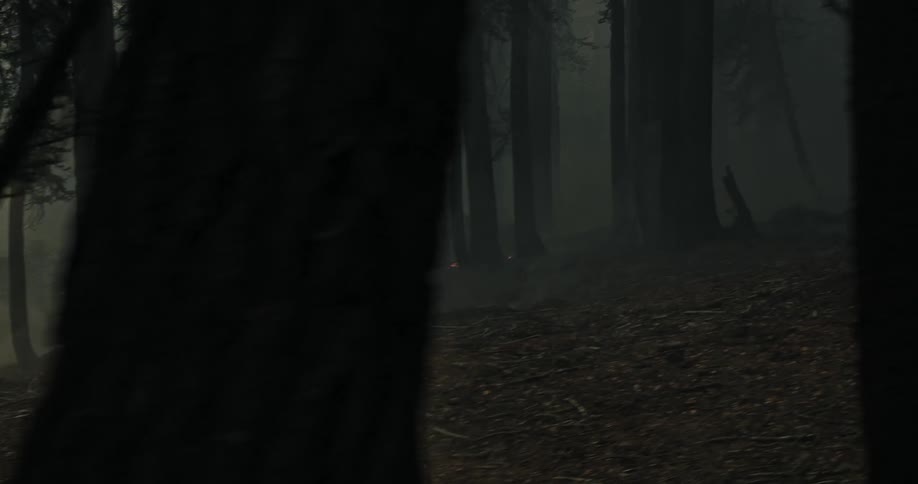 A man is running through the smoke filled forest