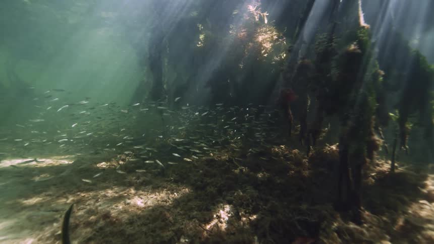 Rays of sunlight shine underwater and upon the seabed where fish are swimming among the coral reefs