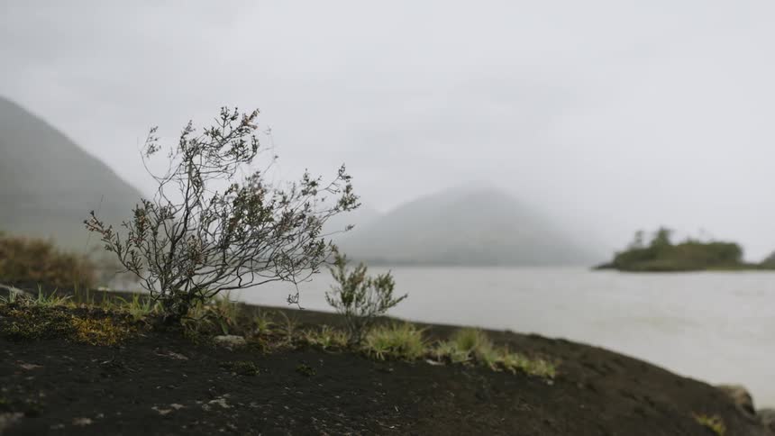 The wind is blowing bushes and plants along the shore