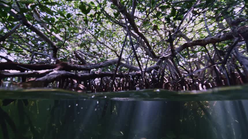 Fish and vegetation underwater near many trees