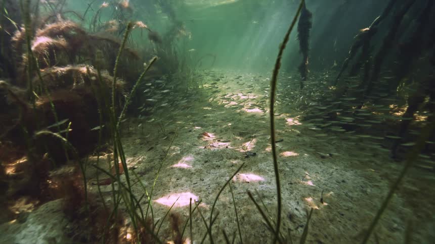 Schools of fish swim underwater