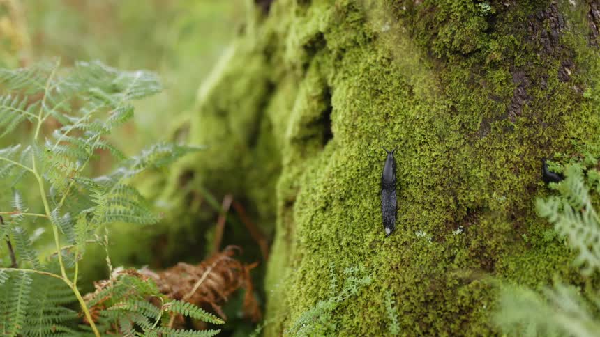 A slug is crawling on moss growing on a tree as nearby plants move in the breeze
