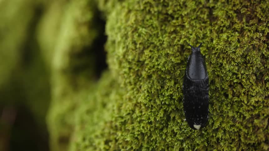 A slug resting on a bush