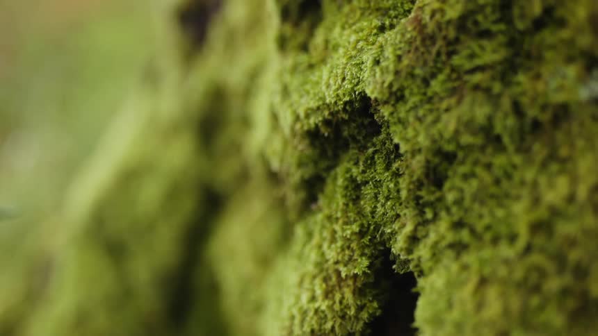 Close up view of moss is displayed in spring