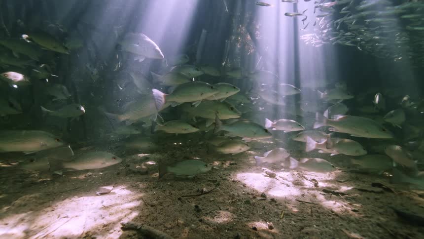Sun rays are shining down over a school of fish swimming in a body of water
