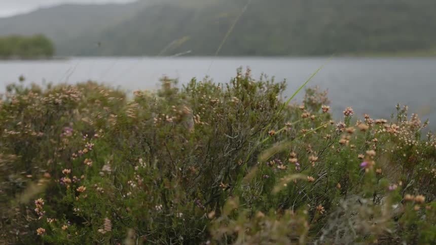 Strong winds shakes bushes growing near a lake in the mountains