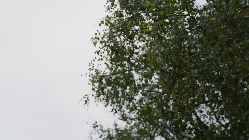 The leaves and branches of a tree are moving in the wind