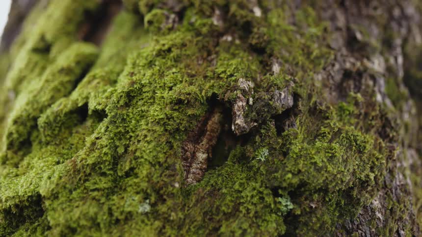 Moss is growing on the bark of a tree