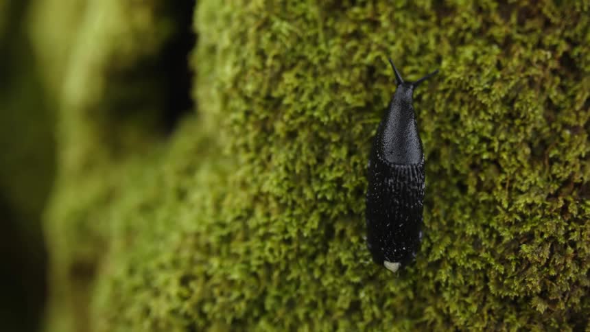 A slug is crawling on moss growing on a tree