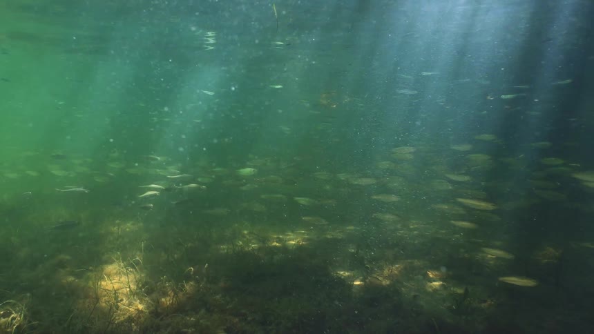 School of fish swimming above algae in the ocean