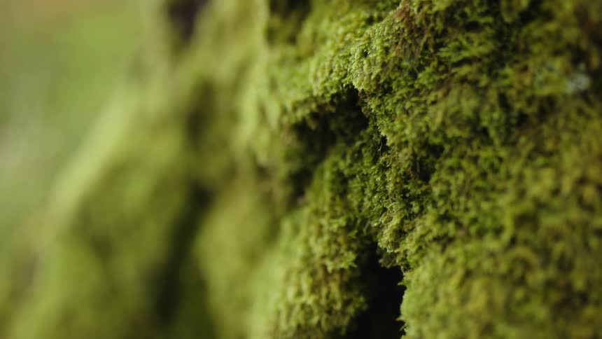 Moss is growing on a tree and a nearby plant is moving in the breeze