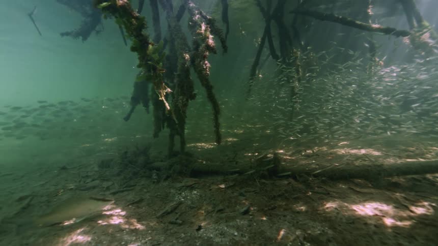 Underwater footage of a shoal of fish swimming under mangrove roots