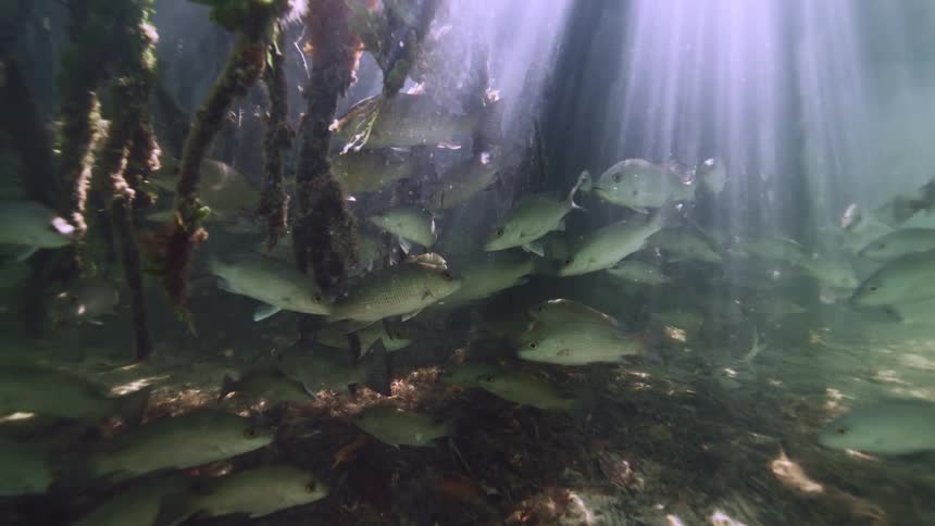 Fish are swimming on the ocean floor