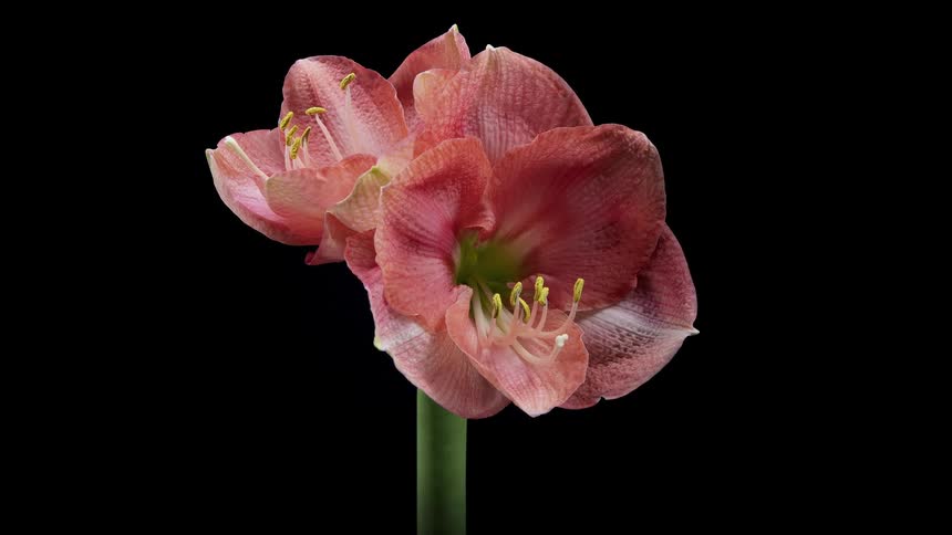 Timelapse shot of a red flower blooming in slow motion against a black background