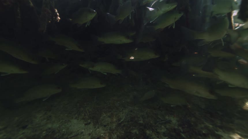 Underwater footage of a densely packed shoal of fish