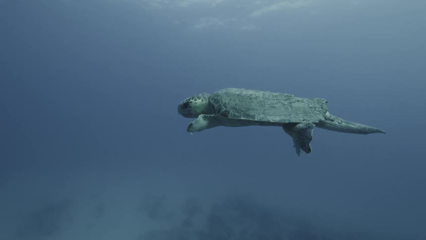 A turtle is floating underwater and swimming as if falls to the seabad