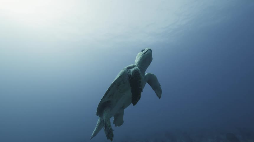 A turtle swims underwater during the day