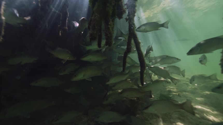 School of fish swims near seafloor as light penetrates surface