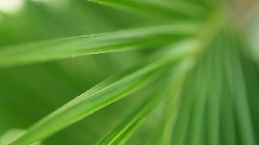 The sun shines on green palm leaves as they sway in the breeze