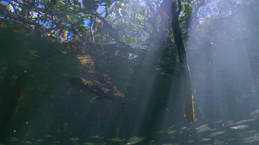 Underwater footage of small fish swimming