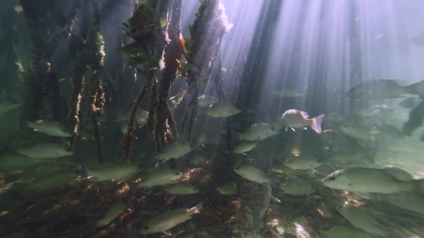 Underwater footage of a shoal of fish swimming under mangrove roots