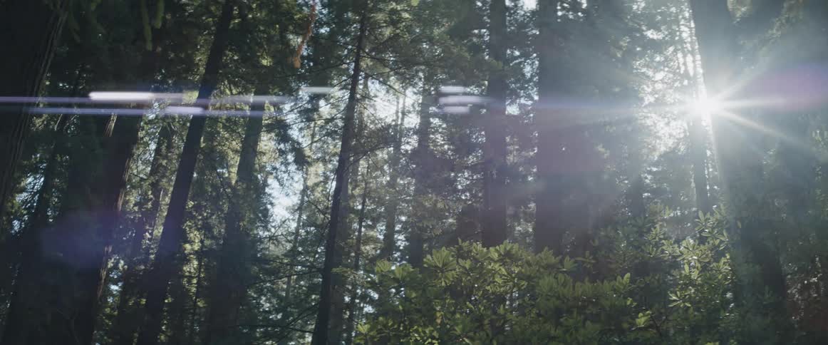 Sun shines through forest of conifer trees creating light flare