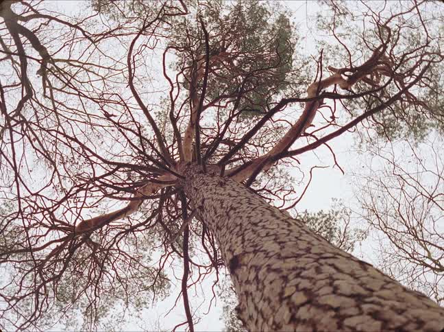 A view of a tall tree in the forest