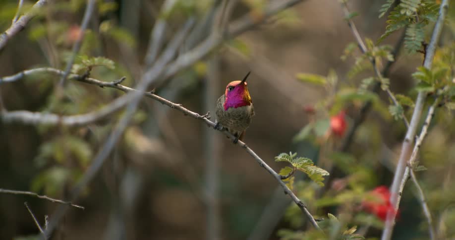 Annas hummingbird perches on tree branch