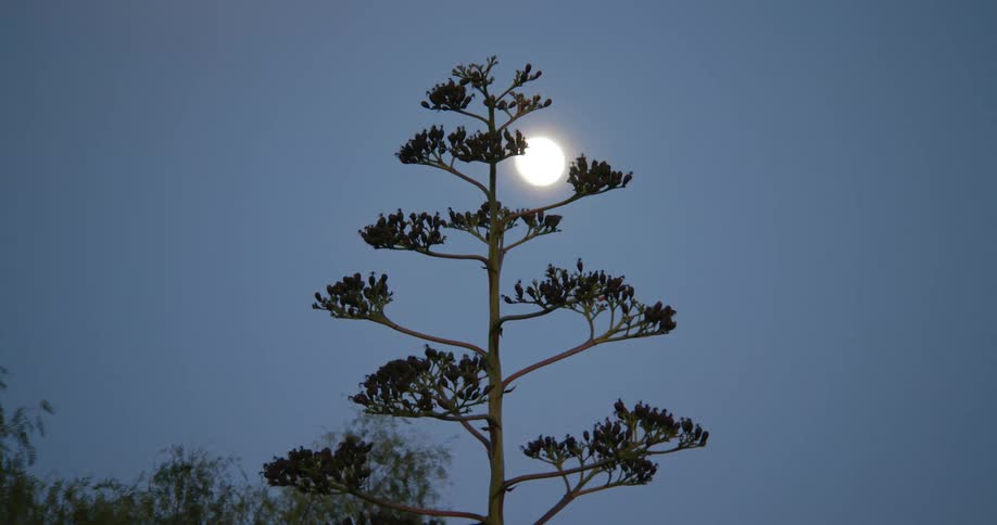 Full moon shines in the sky
