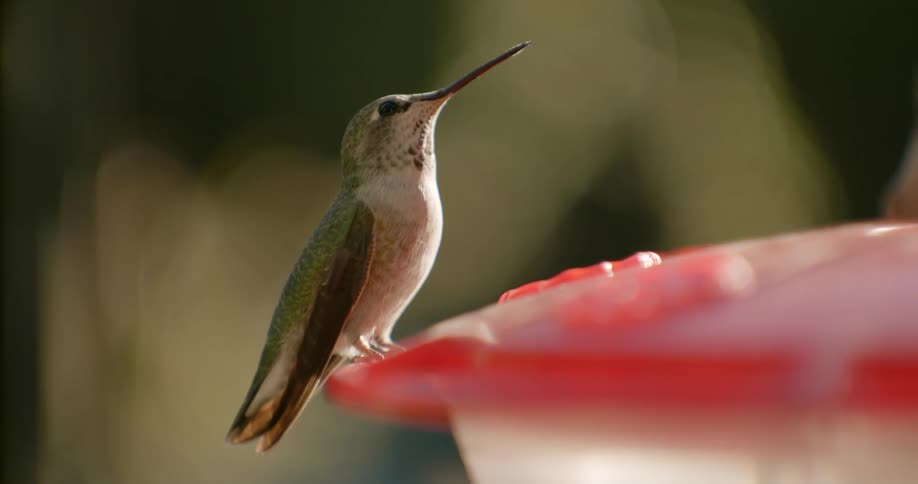 There are hummingbirds that are flying around outdoors in the day time