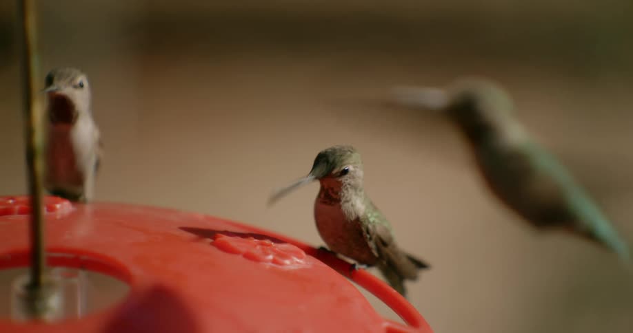 A flock of hummingbirds plunge their beaks on a feeder hanging outdoors