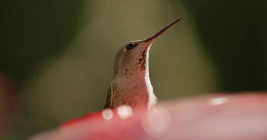 There is a hummingbird that is outside in the summer time