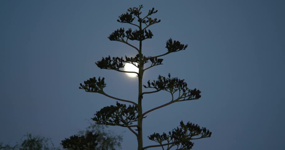 Tree is silhouetted against the shining full moon in the sky