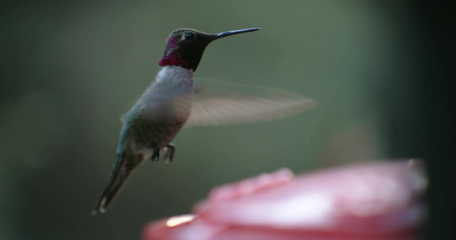 There is a hummingbird that is flying around outside in the summer time