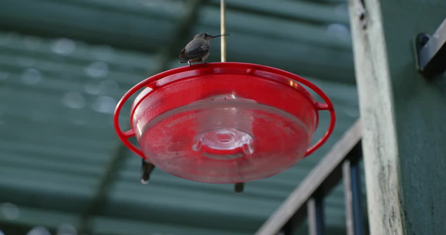 Hummingbirds plunge their beaks on a feeder hanging outdoors