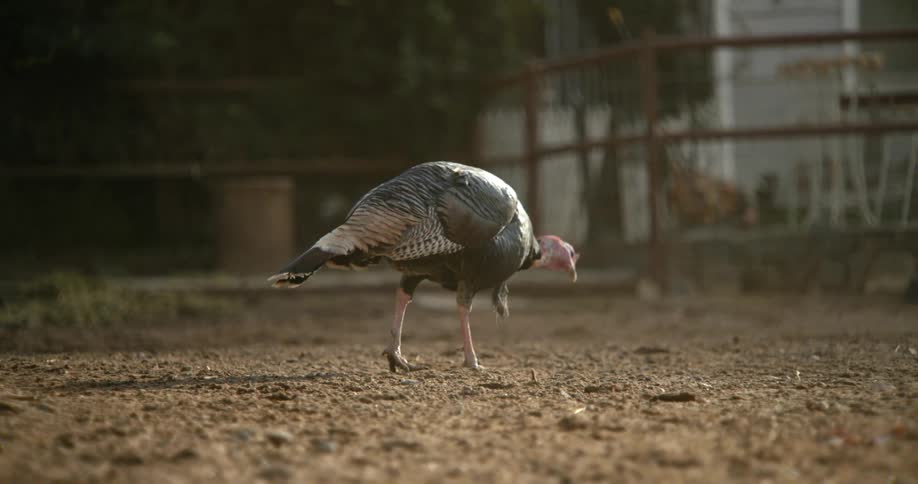 Wild turkey perches at the ground