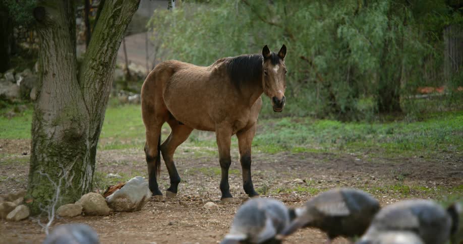 Horse standing near a tree looking at pheasants or turkeys walking by on the countryside
