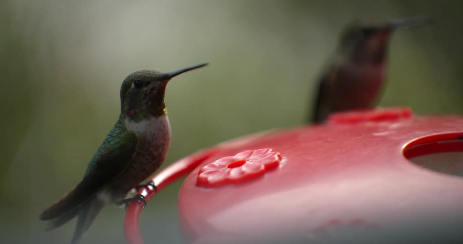 Hummingbirds plunge their beaks on a feeder hanging outdoors