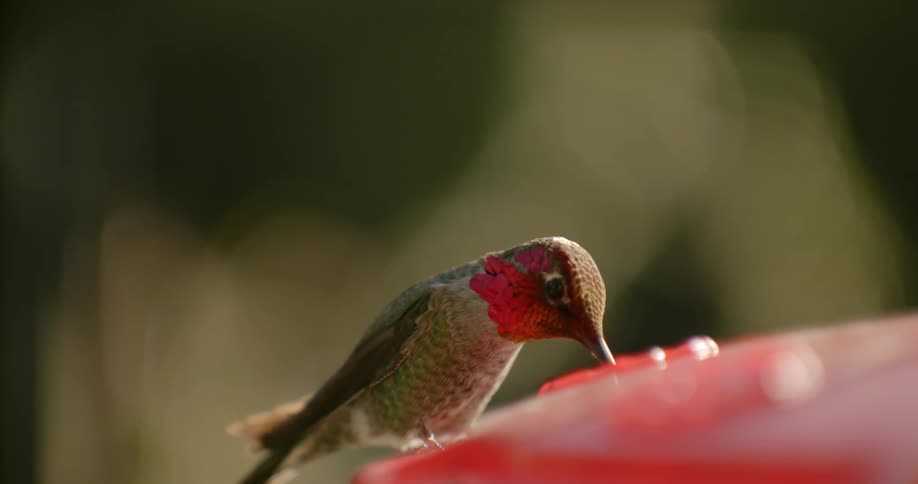 Hummingbird plunge its beak on a feeder hanging outdoors at morning