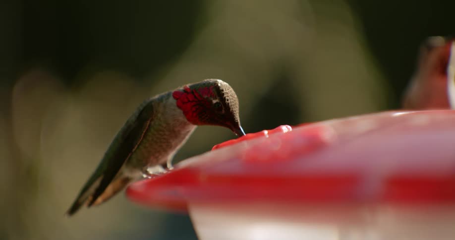 There are humming birds that are outside and are eating
